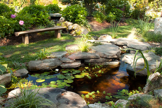 Koi Pond